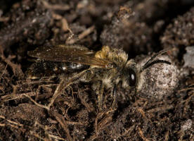 Colletes cunicularius / Frhlings-Seidenbiene / Colletinae - "Seidenbienenartige" / Ordnung: Hautflgler - Hymenoptera