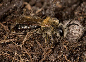 Colletes cunicularius / Frhlings-Seidenbiene / Colletinae - "Seidenbienenartige" / Ordnung: Hautflgler - Hymenoptera