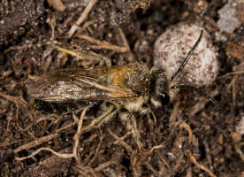 Colletes cunicularius / Frhlings-Seidenbiene / Colletinae - "Seidenbienenartige" / Ordnung: Hautflgler - Hymenoptera