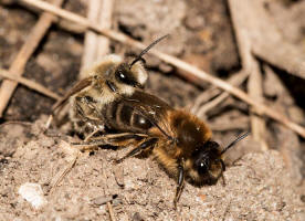 Colletes cunicularius / Frhlings-Seidenbiene / Colletinae - "Seidenbienenartige" / Ordnung: Hautflgler - Hymenoptera