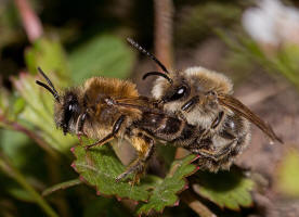 Colletes cunicularius / Frhlings-Seidenbiene / Colletinae - "Seidenbienenartige" / Ordnung: Hautflgler - Hymenoptera