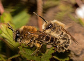 Colletes cunicularius / Frhlings-Seidenbiene / Colletinae - "Seidenbienenartige" / Ordnung: Hautflgler - Hymenoptera