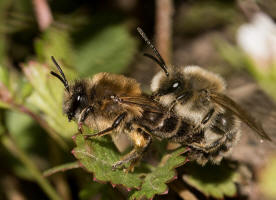 Colletes cunicularius / Frhlings-Seidenbiene / Colletinae - "Seidenbienenartige" / Ordnung: Hautflgler - Hymenoptera