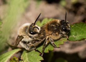 Colletes cunicularius / Frhlings-Seidenbiene / Colletinae - "Seidenbienenartige" / Ordnung: Hautflgler - Hymenoptera