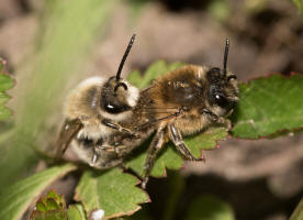 Colletes cunicularius / Frhlings-Seidenbiene / Colletinae - "Seidenbienenartige" / Ordnung: Hautflgler - Hymenoptera