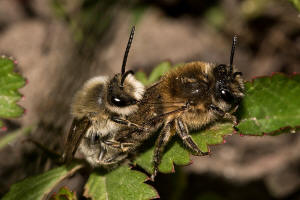 Colletes cunicularius / Frhlings-Seidenbiene / Colletinae - "Seidenbienenartige" / Ordnung: Hautflgler - Hymenoptera