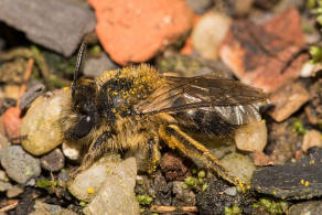 Colletes cunicularius / Frhlings-Seidenbiene / Colletinae ("Seidenbienenartige")