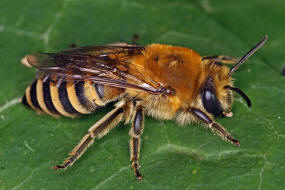 Colletes hederae / Efeu-Seidenbiene / Colletinae - "Seidenbienenartige" / Ordnung: Hautflgler - Hymenoptera