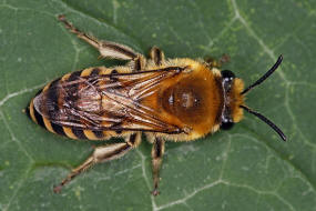Colletes hederae / Efeu-Seidenbiene / Colletinae - "Seidenbienenartige" / Ordnung: Hautflgler - Hymenoptera