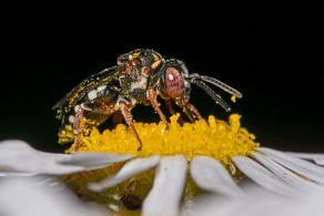 Epeolus variegatus / Gewhnliche Filzbiene / Apidae (Echte Bienen) / Ordnung: Hautflgler - Hymenoptera