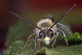 Eucera nigrescens (syn. E. tuberculata) / Mai-Langhornbiene / Apinae (Echte Bienen) / Ordnung: Hautflügler - Hymenoptera