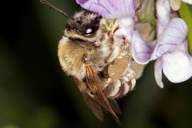 Eucera nigrescens (syn. E. tuberculata) / Mai-Langhornbiene / Apinae (Echte Bienen) / Ordnung: Hautflügler - Hymenoptera