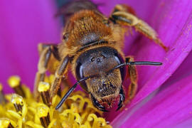 Halictus scabiosae / Gelbbinden-Furchenbiene / Schmal- / Furchenbienen - Halictidae / Ordnung: Hautflgler - Hymenoptera