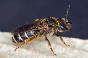 Halictus simplex s.l. / Gewhnliche Furchenbiene / Schmal- / Furchenbienen - Halictidae / Ordnung: Hautflgler - Hymenoptera