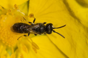 Hylaeus brevicornis / Kurzfhler-Maskenbiene / Colletidae - "Seidenbienenartige" / Ordnung: Hautflgler - Hymenoptera