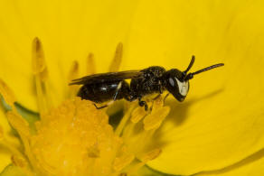 Hylaeus brevicornis / Kurzfhler-Maskenbiene / Colletidae - "Seidenbienenartige" / Ordnung: Hautflgler - Hymenoptera