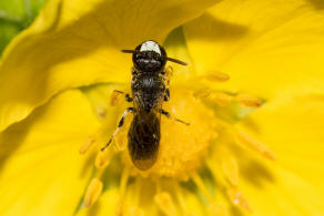 Hylaeus brevicornis / Kurzfhler-Maskenbiene / Colletidae - "Seidenbienenartige" / Ordnung: Hautflgler - Hymenoptera