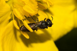 Hylaeus brevicornis / Kurzfhler-Maskenbiene / Colletidae - "Seidenbienenartige" / Ordnung: Hautflgler - Hymenoptera