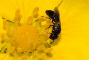 Hylaeus brevicornis / Kurzfhler-Maskenbiene / Colletidae - "Seidenbienenartige" / Ordnung: Hautflgler - Hymenoptera