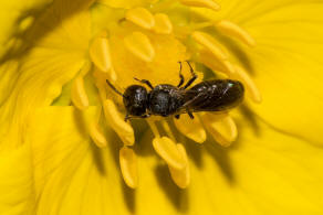 Hylaeus brevicornis / Kurzfhler-Maskenbiene / Colletidae - "Seidenbienenartige" / Ordnung: Hautflgler - Hymenoptera