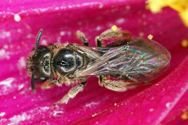 Lasioglossum spec. / Schmal- / Furchenbienen - Halictidae / Ordnung: Hautflgler - Hymenoptera