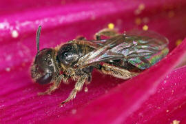 Lasioglossum spec. / Schmal- / Furchenbienen - Halictidae / Ordnung: Hautflgler - Hymenoptera