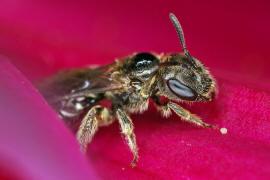 Lasioglossum spec. / Schmal- / Furchenbienen - Halictidae / Ordnung: Hautflgler - Hymenoptera