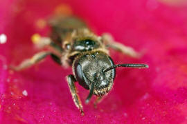 Lasioglossum spec. / Schmal- / Furchenbienen - Halictidae / Ordnung: Hautflgler - Hymenoptera