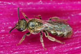 Vermutlich Lasioglossum nitidulum / Schmal- / Furchenbienen - Halictidae / Ordnung: Hautflgler - Hymenoptera