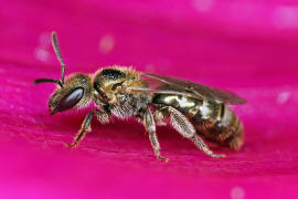 Vermutlich Lasioglossum nitidulum / Schmal- / Furchenbienen - Halictidae / Ordnung: Hautflgler - Hymenoptera