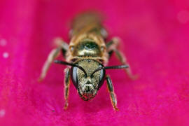 Vermutlich Lasioglossum nitidulum / Schmal- / Furchenbienen - Halictidae / Ordnung: Hautflgler - Hymenoptera
