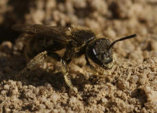 Lasioglossum malachurum / Feldweg-Schmalbiene / Halictinae ("Furchenbienenartige")