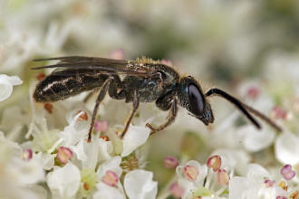 Lasioglossum morio / Dunkelgrüne Gold-Schmalbiene / Schmal- / Furchenbienen - Halictidae / Ordnung: Hautflügler - Hymenoptera