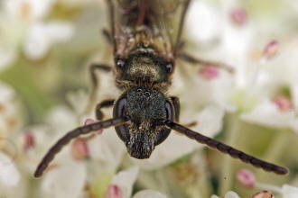 Lasioglossum morio / Dunkelgrüne Gold-Schmalbiene / Schmal- / Furchenbienen - Halictidae / Ordnung: Hautflügler - Hymenoptera