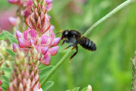 Megachile parietina / Schwarze Mrtelbiene / Megachilinae ("Blattschneiderbienenartige") / Hautflgler - Hymenoptera