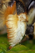 Megachile willughbiella / Garten-Blattschneiderbiene (Vordertarse) / Megachilinae ("Blattschneiderbienenartige") / Hautflgler - Hymenoptera