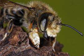 Megachile willughbiella / Garten-Blattschneiderbiene / Megachilinae ("Blattschneiderbienenartige") / Hautflgler - Hymenoptera