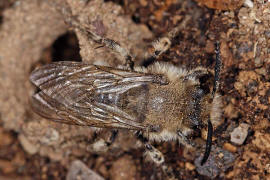 Melecta albifrons / Gemeine Trauerbiene / Apidae ("Echte Bienen" - Apinae) / Hautflgler - Hymenoptera