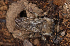 Melecta albifrons / Gemeine Trauerbiene / Apidae ("Echte Bienen" - Apinae) / Hautflgler - Hymenoptera