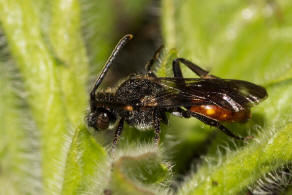 Nomada fabriciana / Rotschwarze Wespenbiene / Apidae - Echte Bienen / Ordnung: Hautflgler - Hymenoptera