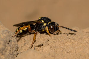 Nomada flavopicta / Greiskraut-Wespenbiene / Apidae (Echte Bienen) / Ordnung: Hautflgler - Hymenoptera