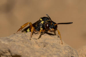Nomada flavopicta / Greiskraut-Wespenbiene / Apidae (Echte Bienen) / Ordnung: Hautflgler - Hymenoptera