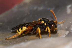 Nomada fucata / Gewhnliche Wespenbiene / Apinae (Echte Bienen)