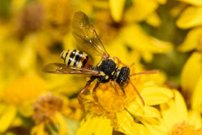 Nomada fucata / Gewhnliche Wespenbiene / Apinae (Echte Bienen)