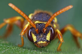 Gesicht frontal / Nomada goodeniana / Ohne deutschen Namen / Apinae (Echte Bienen) / Ordnung: Hautflgler - Hymenoptera