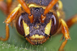 Gesicht frontal / Nomada goodeniana / Feld-Wespenbiene / Apinae (Echte Bienen) / Ordnung: Hautflgler - Hymenoptera