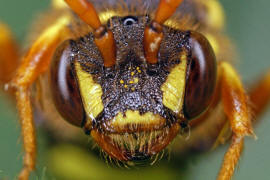 Gesicht frontal / Nomada goodeniana / Feld-Wespenbiene / Apinae (Echte Bienen) / Ordnung: Hautflgler - Hymenoptera