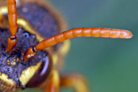 Fhler von unten / Nomada goodeniana / Ohne deutschen Namen / Apinae (Echte Bienen) / Ordnung: Hautflgler - Hymenoptera