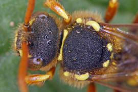 Thorax und Kopf von oben / Nomada goodeniana / Feld-Wespenbiene / Apinae (Echte Bienen) / Ordnung: Hautflgler - Hymenoptera