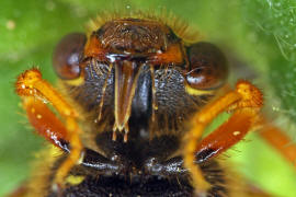 Kopf von unten / Nomada goodeniana / Feld-Wespenbiene / Apinae (Echte Bienen) / Ordnung: Hautflgler - Hymenoptera
